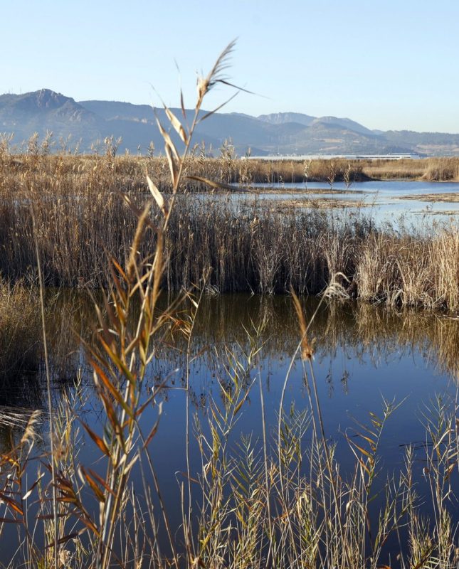 Imagen de la Marjal del Moro, en Valencia. EFE/Juanjo Guillén