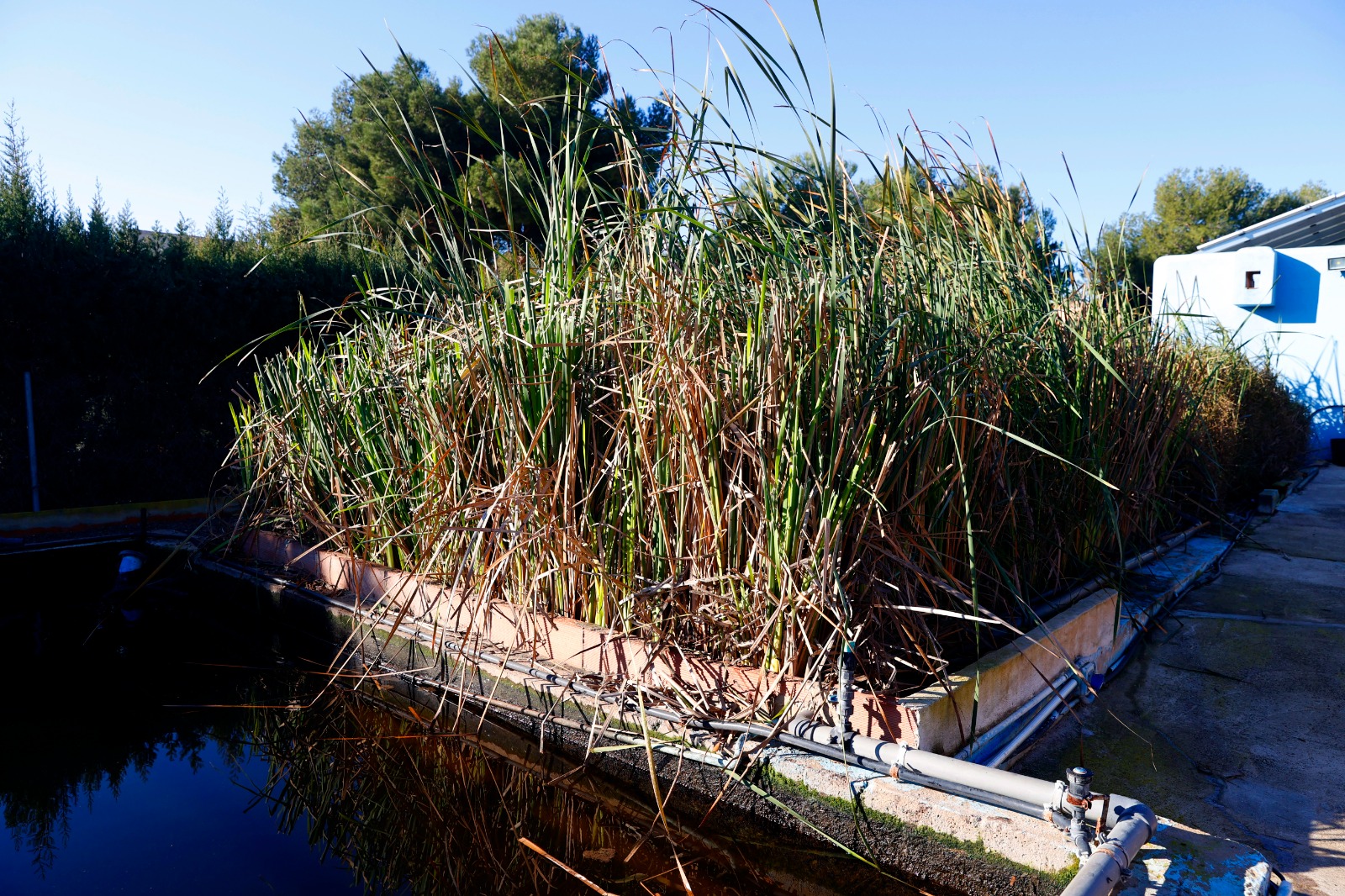 Depuradora naturalizada de la urbanización Los Monasterios (Puzol, Valencia) EFE/JJ. Guillén